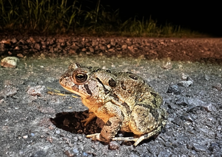 Fowler's Toad